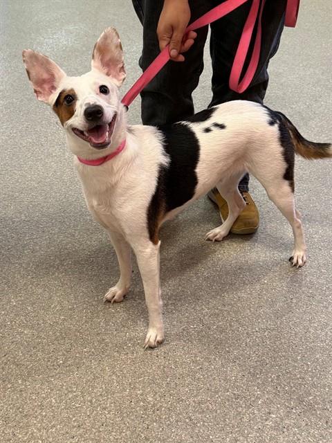 Shelter Stray Female Dog last seen Near BLOCK PRESTON GARDENS COURT, 3528 Newburg Rd, Louisville, KY 40218, USA