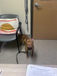 Shelter Stray Female Dog last seen Near BLOCK HAWSION AVE, 3528 Newburg Rd, Louisville, KY 40218, USA