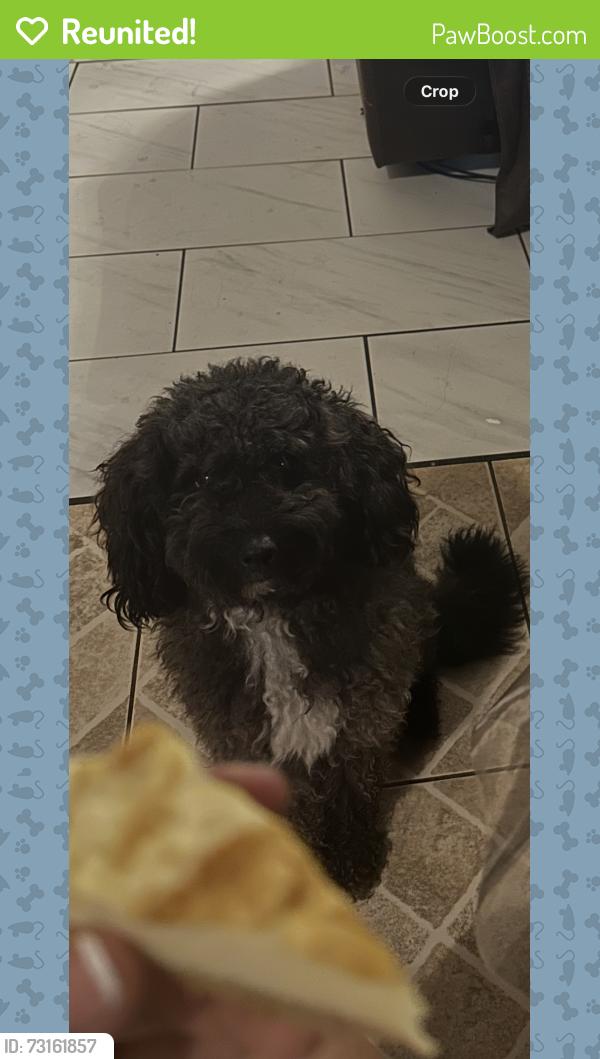 Reunited Male Dog last seen Paw Paws place, Asheboro, NC 27203