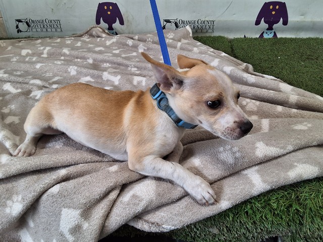 Shelter Stray Female Dog last seen , 2769 Conroy Rd, Orlando, FL 32839, USA