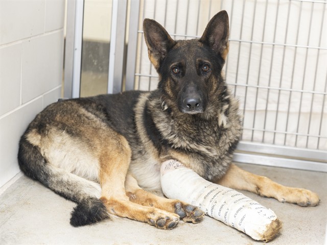 Shelter Stray Male Dog last seen 43RD AVE/VANBUREN, 5501 E Van Buren St, Phoenix, AZ 85008, USA