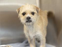 Shelter Stray Female Dog last seen 51ST & THOMAS, 5501 E Van Buren St, Phoenix, AZ 85008, USA