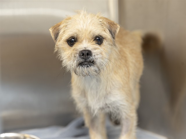 Shelter Stray Female Dog last seen 51ST & THOMAS, 5501 E Van Buren St, Phoenix, AZ 85008, USA