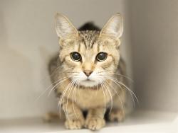 Shelter Stray Female Cat last seen Near BLOCK N 44TH ST, 5501 E Van Buren St, Phoenix, AZ 85008, USA