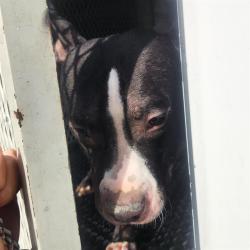 Shelter Stray Male Dog last seen Near BLOCK N NELLIS BLVD, LAS VEGAS NV 89115, 655 N Mojave Rd, Las Vegas, NV 89101, USA