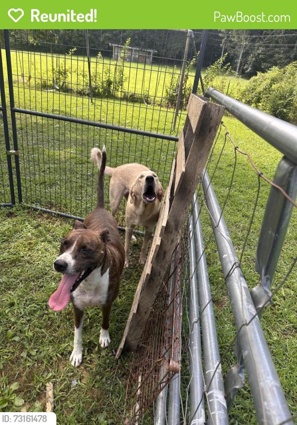 Reunited Male Dog last seen Near Trewhitt rd se, Cleveland, TN 37323, Cleveland, TN 37323