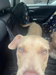 Shelter Stray Female Dog last seen ALAMANCE COUNTY, 221 Stone Quarry Rd, Burlington, NC 27217, USA