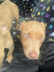 Shelter Stray Female Dog last seen ALAMANCE COUNTY, 221 Stone Quarry Rd, Burlington, NC 27217, USA