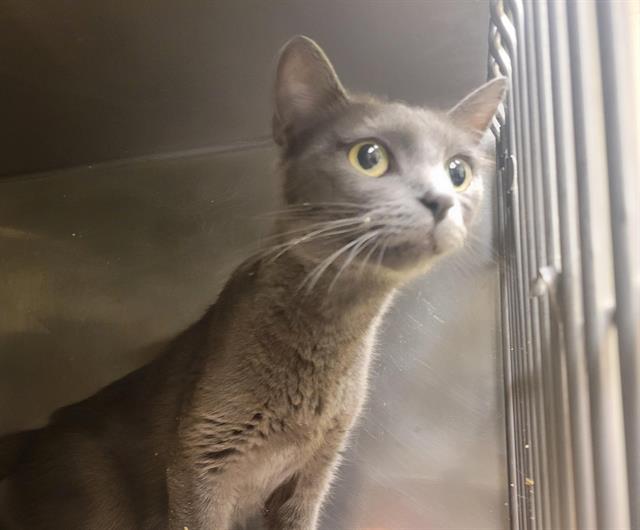 Shelter Stray Unknown Cat last seen Near BLOCK S 3425, 4522 W 3500 S, West Valley City, UT 84120, USA
