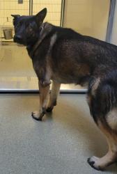 Shelter Stray Male Dog last seen Near BLOCK S DARTMOUTH DR, 4522 W 3500 S, West Valley City, UT 84120, USA