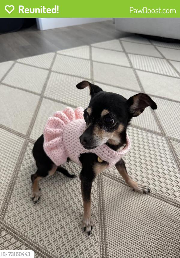 Reunited Female Dog last seen N Ocean Street, Tulare, CA 93274