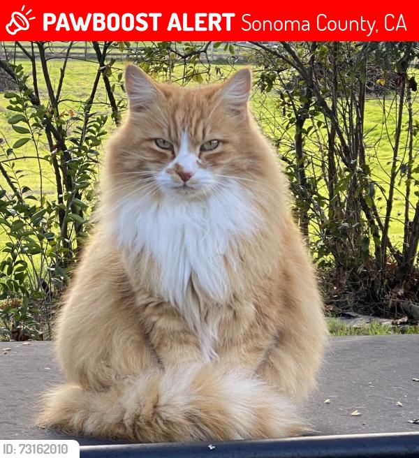 Lost Male Cat last seen Hessel Rd / Daywalt Rd Sebastopol, CA, Sonoma County, CA 95472