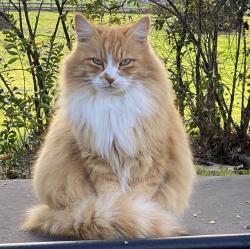 Lost Male Cat last seen Hessel Rd / Daywalt Rd Sebastopol, CA, Sonoma County, CA 95472