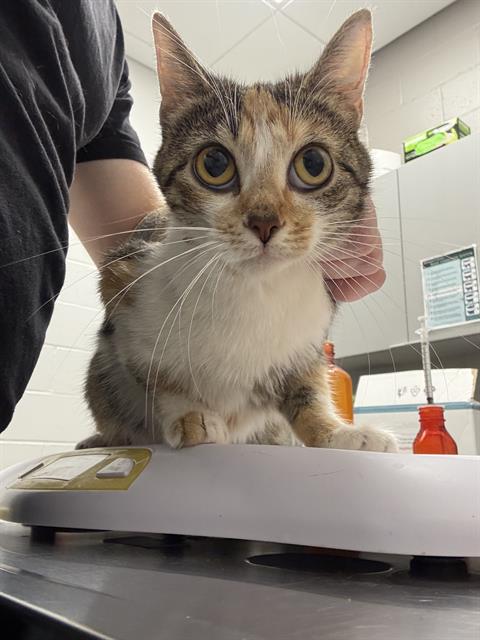 Shelter Stray Female Cat last seen Near, 2600 S Harding St, Indianapolis, IN 46221, USA