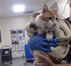 Shelter Stray Male Cat last seen E 8TH AVE & N SHERMAN ST DENVER CO 80203, 1241 W Bayaud Ave, Denver, CO 80223, USA