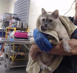 Shelter Stray Female Cat last seen E 8TH AVE & N SHERMAN ST DENVER CO 80203, 1241 W Bayaud Ave, Denver, CO 80223, USA