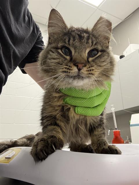 Shelter Stray Female Cat last seen Near, 2600 S Harding St, Indianapolis, IN 46221, USA