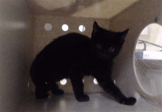 Shelter Stray Male Cat last seen Near BLOCK W BAYAUD AVE, DENVER CO 80223, 1241 W Bayaud Ave, Denver, CO 80223, USA