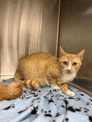 Shelter Stray Female Cat last seen Near, 2600 S Harding St, Indianapolis, IN 46221, USA