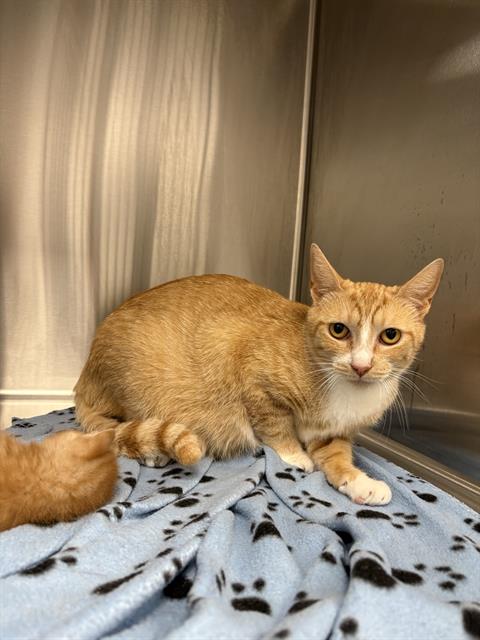 Shelter Stray Female Cat last seen Near, 2600 S Harding St, Indianapolis, IN 46221, USA