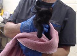 Shelter Stray Female Cat last seen Near BLOCK W BAYAUD AVE, DENVER CO 80223, 1241 W Bayaud Ave, Denver, CO 80223, USA