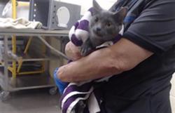 Shelter Stray Female Cat last seen Near BLOCK W BAYAUD AVE, DENVER CO 80223, 1241 W Bayaud Ave, Denver, CO 80223, USA
