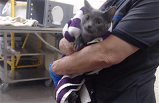 Shelter Stray Female Cat last seen Near BLOCK W BAYAUD AVE, DENVER CO 80223, 1241 W Bayaud Ave, Denver, CO 80223, USA