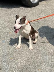 Shelter Stray Female Dog last seen Near, 2600 S Harding St, Indianapolis, IN 46221, USA