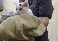 Shelter Stray Male Cat last seen Near BLOCK W BAYAUD AVE, DENVER CO 80223, 1241 W Bayaud Ave, Denver, CO 80223, USA