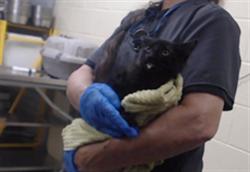 Shelter Stray Male Cat last seen Near BLOCK W BAYAUD AVE, DENVER CO 80223, 1241 W Bayaud Ave, Denver, CO 80223, USA