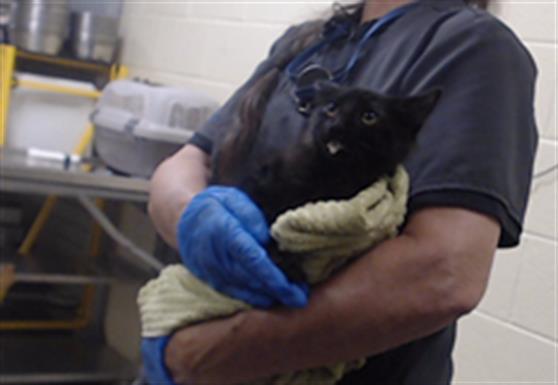 Shelter Stray Male Cat last seen Near BLOCK W BAYAUD AVE, DENVER CO 80223, 1241 W Bayaud Ave, Denver, CO 80223, USA