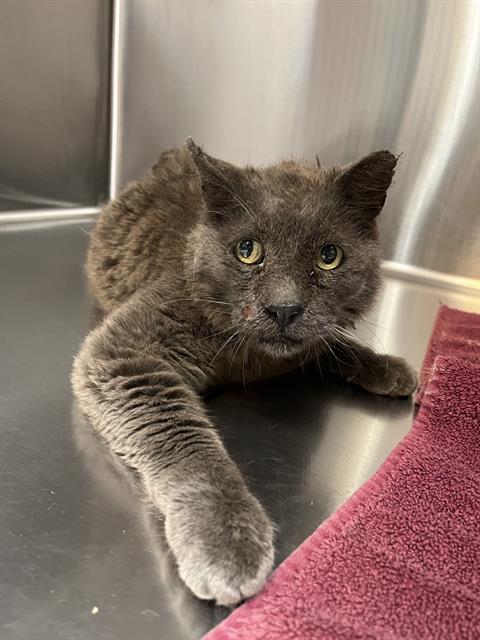 Shelter Stray Male Cat last seen Near BLOCK W HARVARD AVE, DENVER CO 80219, 1241 W Bayaud Ave, Denver, CO 80223, USA
