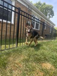 Found/Stray Female Dog last seen Calvary Chapel Bible College, Indianapolis, IN 46236