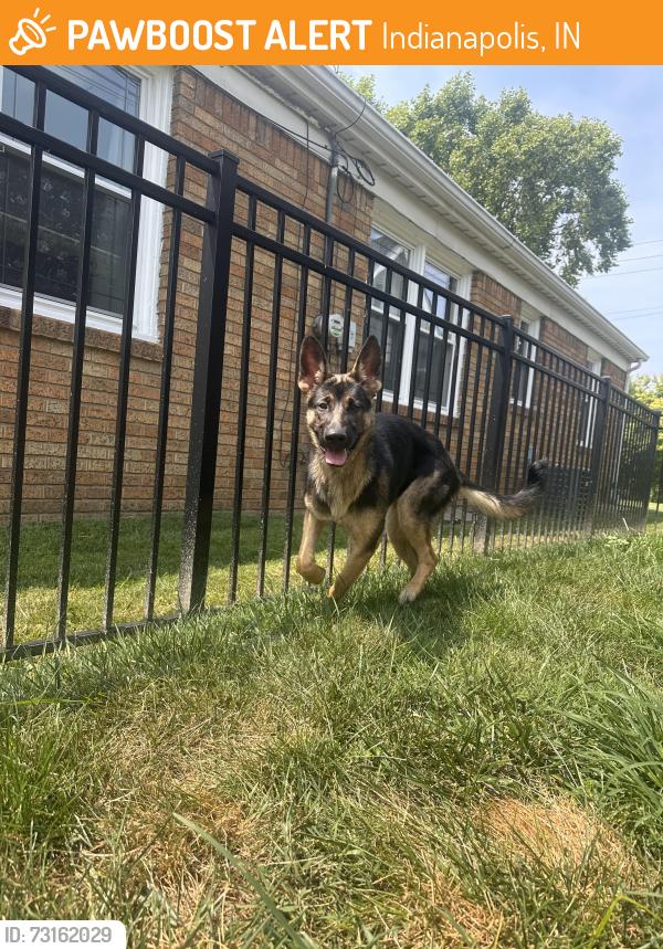 Found/Stray Female Dog last seen Calvary Chapel Bible College, Indianapolis, IN 46236