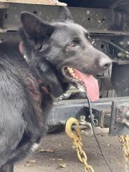 Found/Stray Male Dog last seen Granger Ave, Los Altos, CA 94024
