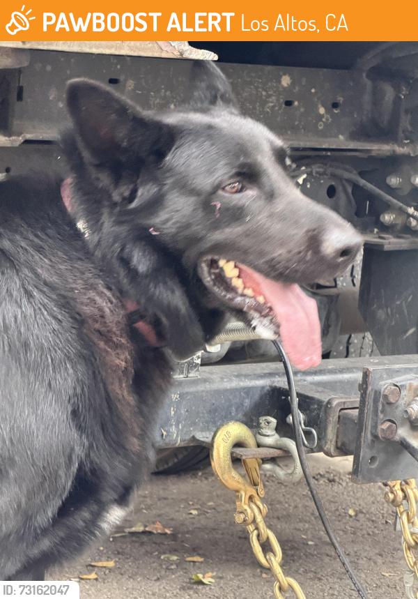 Found/Stray Male Dog last seen Granger Ave, Los Altos, CA 94024