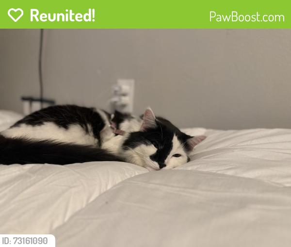 Reunited Male Cat last seen Wesley and Tejon, Englewood, CO 80110
