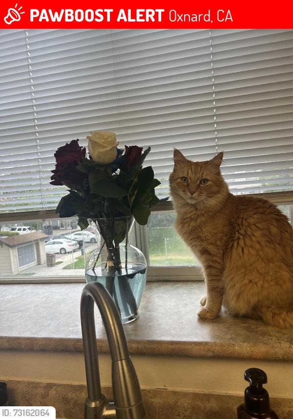 Lost Male Cat last seen Behind St. John’s hosp, Oxnard, CA 93030