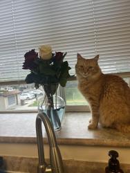 Lost Male Cat last seen Behind St. John’s hosp, Oxnard, CA 93030