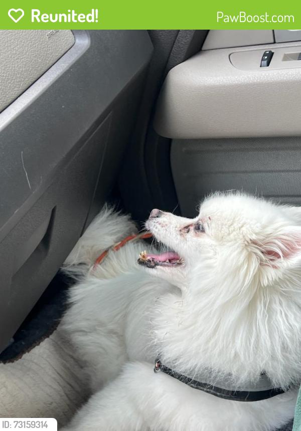 Reunited Female Dog last seen Near, Houston, TX 77070