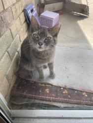 Found/Stray Female Cat last seen Near Huntington Dr, Grand Prairie, TX 75051