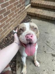 Found/Stray Male Dog last seen 61N, Gibsonville, NC 27249