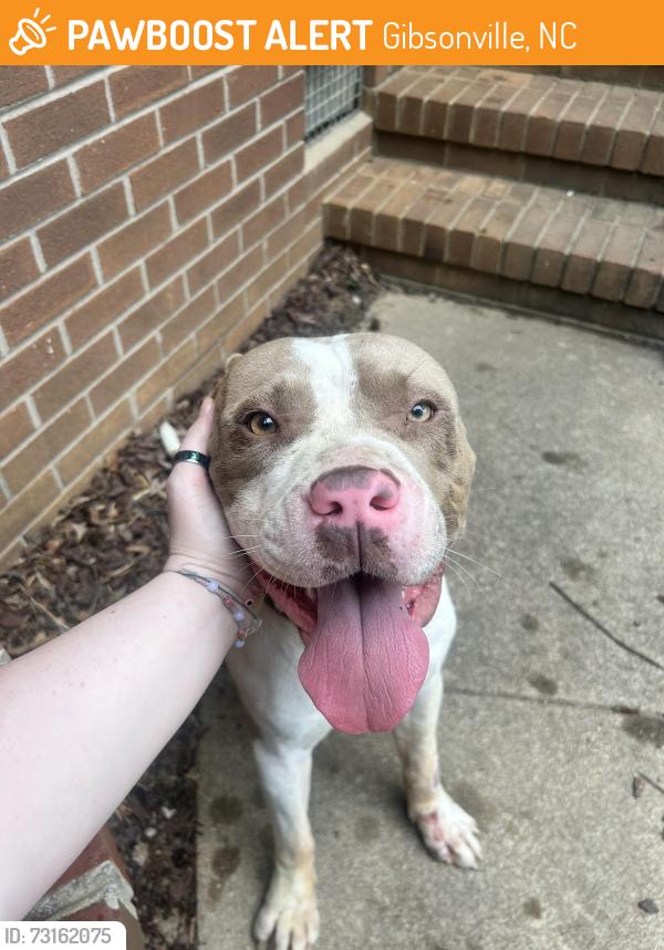 Found/Stray Male Dog last seen 61N, Gibsonville, NC 27249