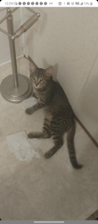 Reunited Male Cat last seen Red Bank Rd, Goose Creek, SC 29445