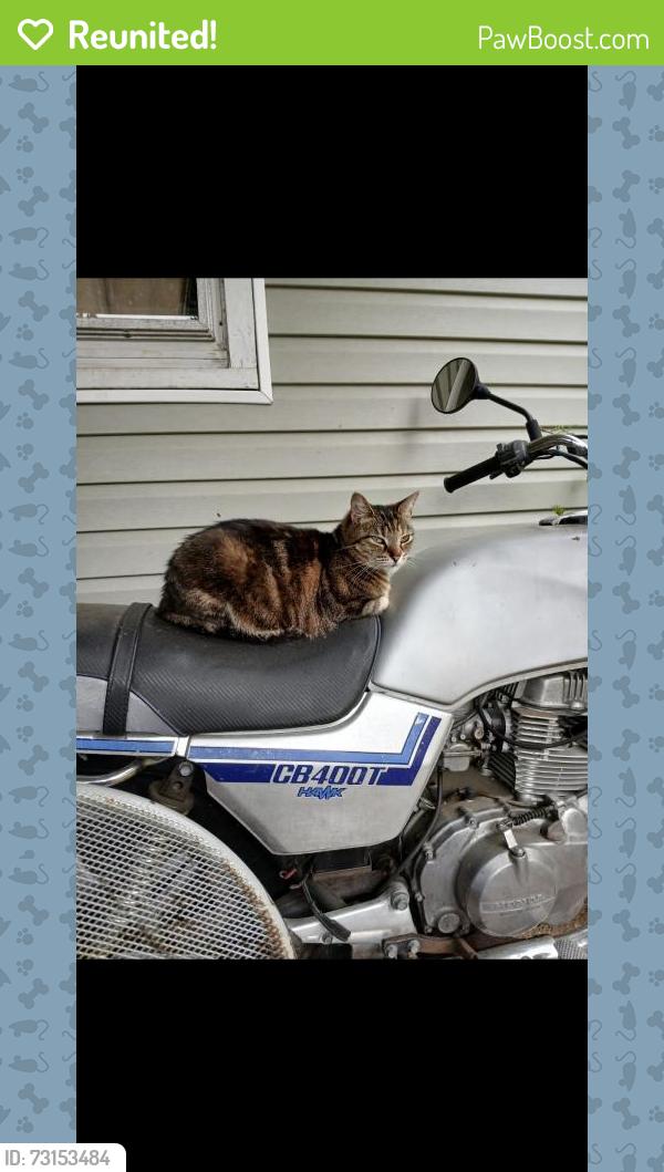 Reunited Female Cat last seen 8th Avenue off of Cecil - north knox community / belle morris, Knoxville, TN 37917