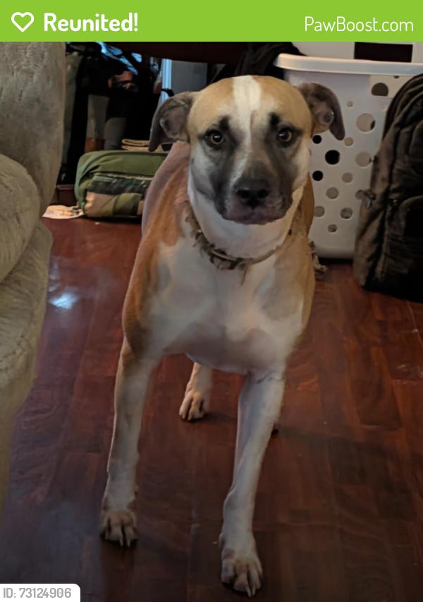 Reunited Female Dog last seen Brandyapple dr, Raleigh, NC 27615