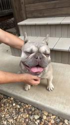 Reunited Unknown Dog last seen found by Bedford Ct and Milford St, Brentwood, CA 94513