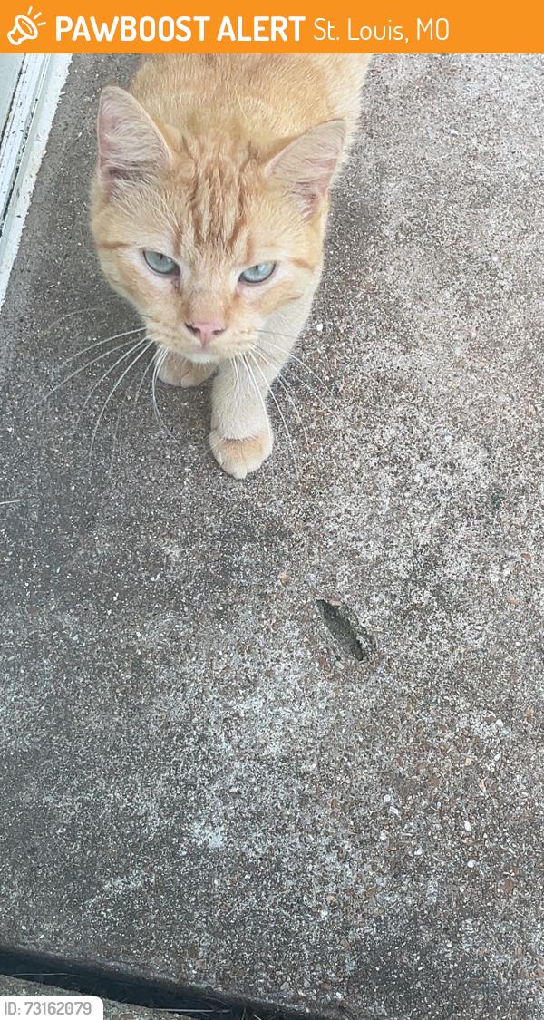 Found/Stray Unknown Cat last seen Spring gardens, St. Louis, MO 63137