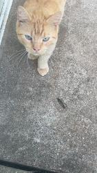 Found/Stray Unknown Cat last seen Spring gardens, St. Louis, MO 63137