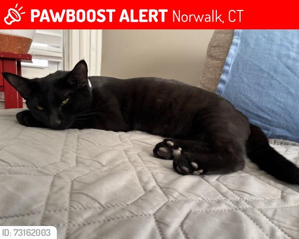 Lost Female Cat last seen Golden hill area, Norwalk, CT 06854